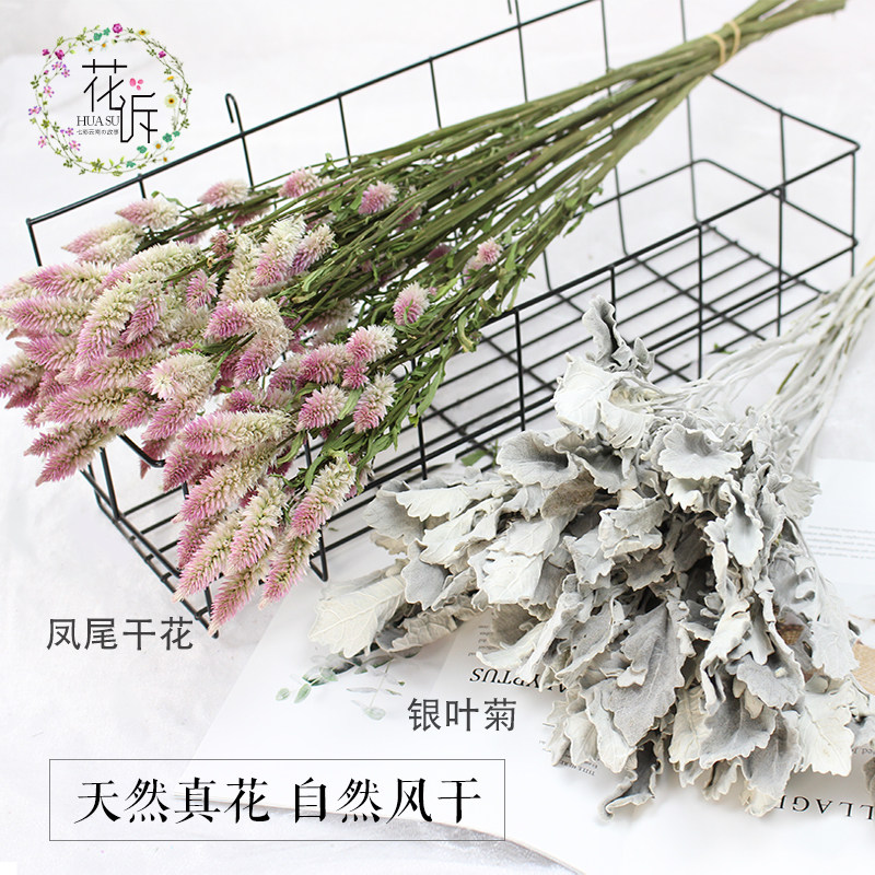 多头凤尾干花 银叶菊 diy插花配叶装饰搭配干花摆设拍摄道具