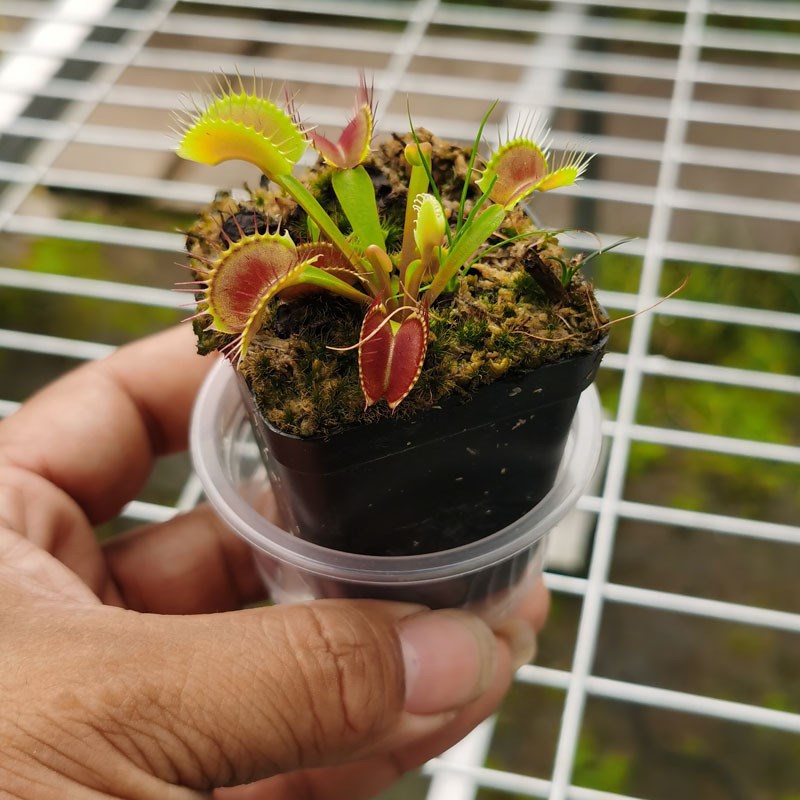捕蝇草食虫草植物猪笼草瓶子草A盆栽多肉食人花食蚊瓶子草茅膏菜