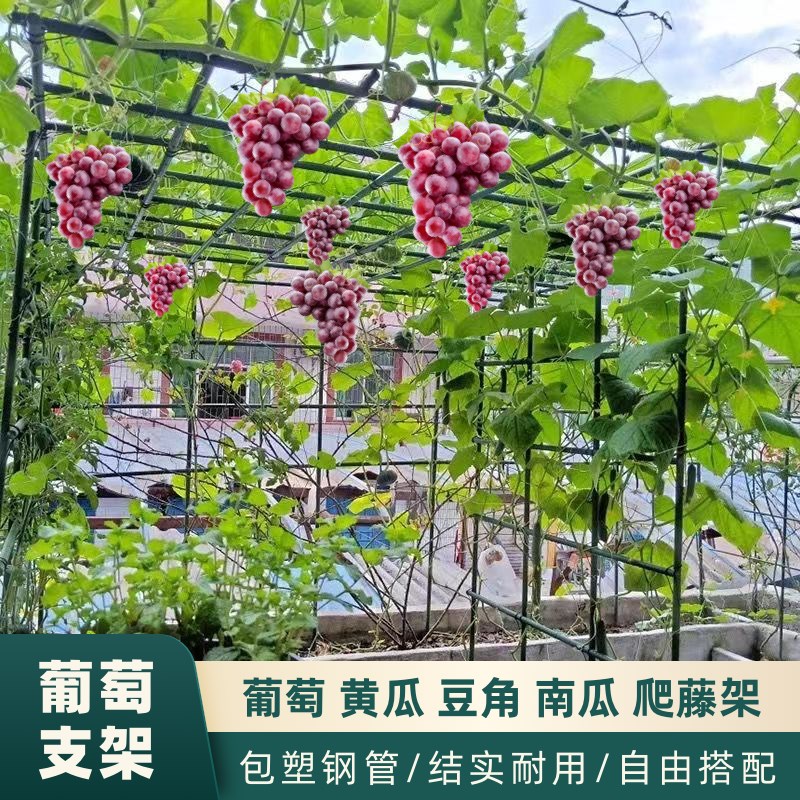 葡萄架植物爬藤架黄瓜豆角南瓜包塑钢管攀爬架瓜果蔬菜阳台庭院架
