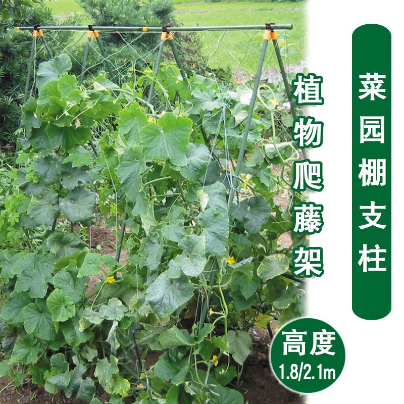 种植丝瓜爬藤架植物菜园支架攀藤植物架子L攀爬黄瓜架杆丝瓜爬藤