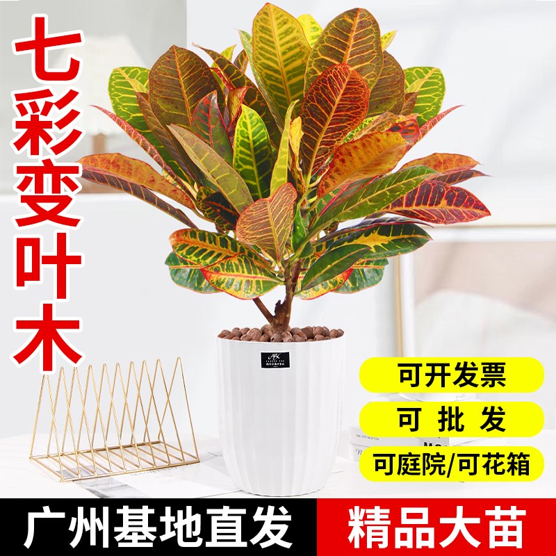 七彩变叶木盆栽室内外花卉网红变色木阳台庭院大叶绿植物绿化花箱