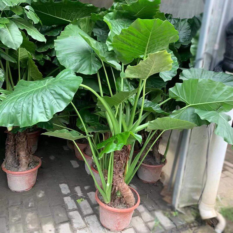 海芋盆栽 滴水观音 水生旱生园林绿化花卉盆P栽植物室内外庭院绿