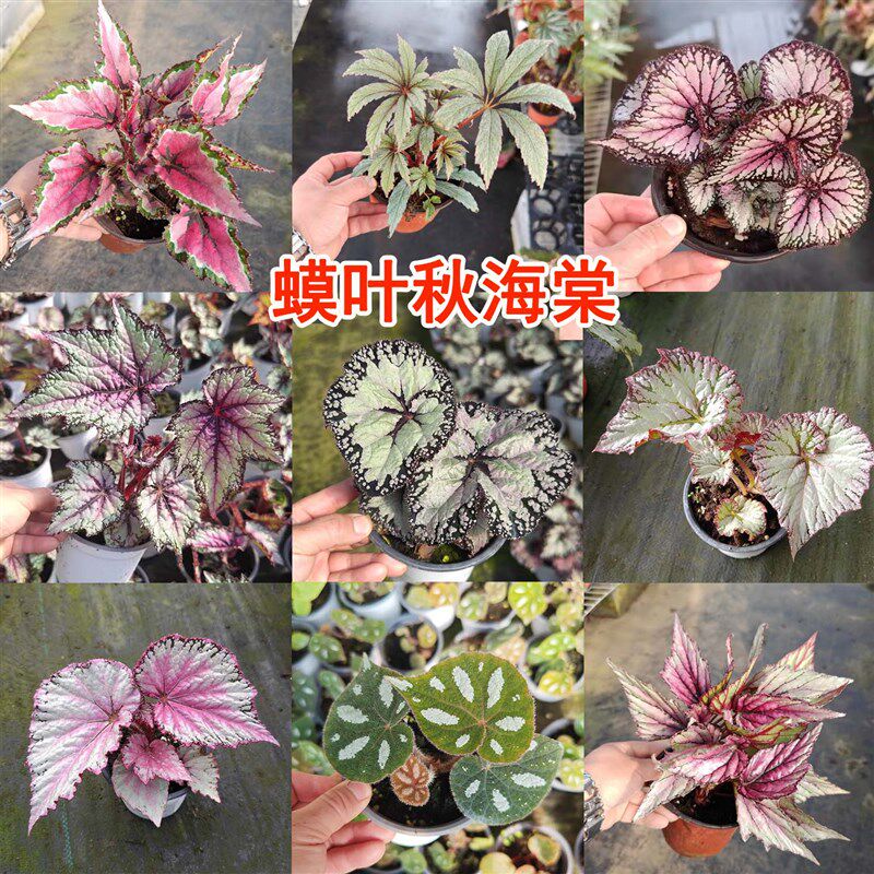 秋海棠盆栽绿植蟆叶发光植物花卉反蓝光观叶室内阳台竹节海棠鳟鱼