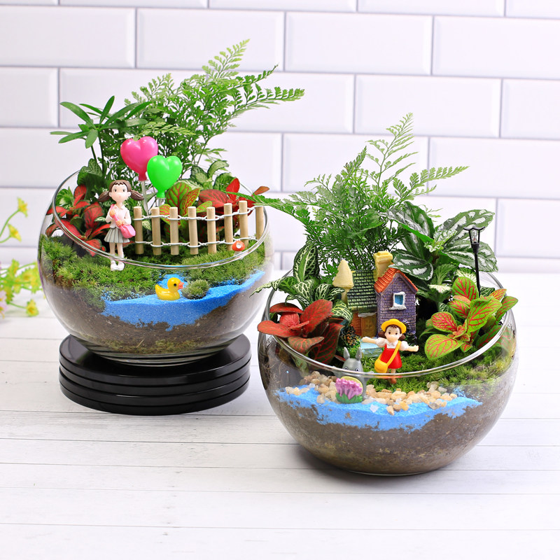 15cm切口手工微景观DIY材料包玻璃瓶植物苔藓DIY材料礼品活动套餐