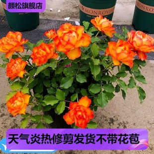 灌木 月季花苗火焰永远的埃斯托里尔大花微月 包对版 带土发货