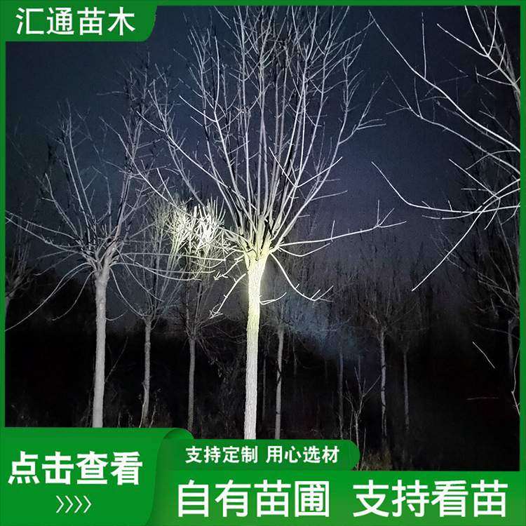 6—12公分老白蜡园林工程绿化苗木植物园庭院造景对接白蜡树现货
