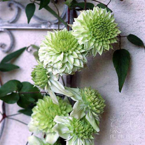 伟伟园艺 铁线莲 绿玉 小绿 白万重 f系四季开花盆栽庭院阳台露台