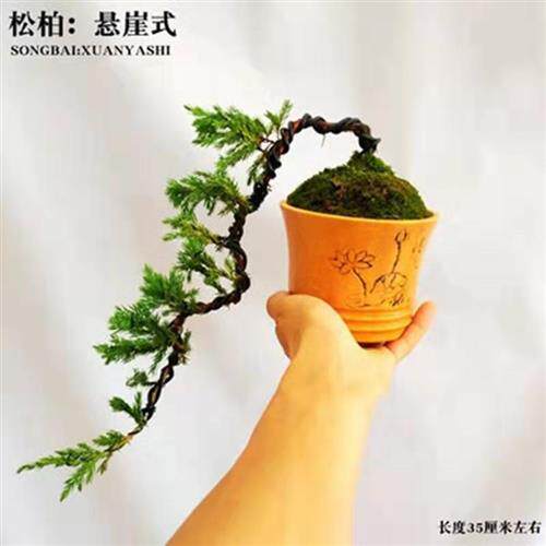 地柏迎客松盆景盆栽造型树苗素材苗庭院室内花卉植物老桩苗悬崖松