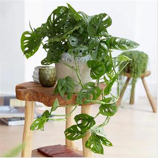 北欧风洞洞龟背竹爬藤植物仙洞垂盆盆栽室内耐阴四季好养龟背竹