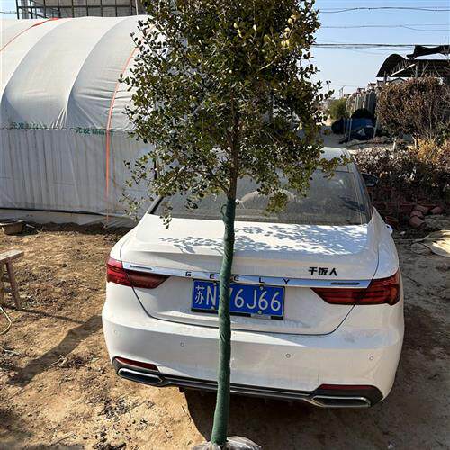 黄杨树苗独杆小叶瓜子黄杨球盆栽庭院地栽造型盆景树桩素材绿化苗