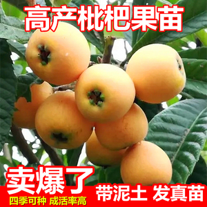 枇杷树苗大五星枇杷嫁接果苗盆栽地栽四季可种南北方庭院常绿果树