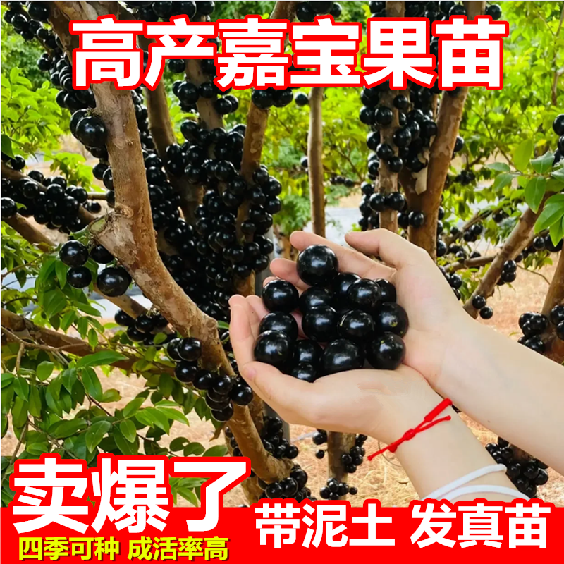 嘉宝果树苗树葡萄苗果树四季艾斯卡沙巴四季可种阳台庭院盆栽地栽