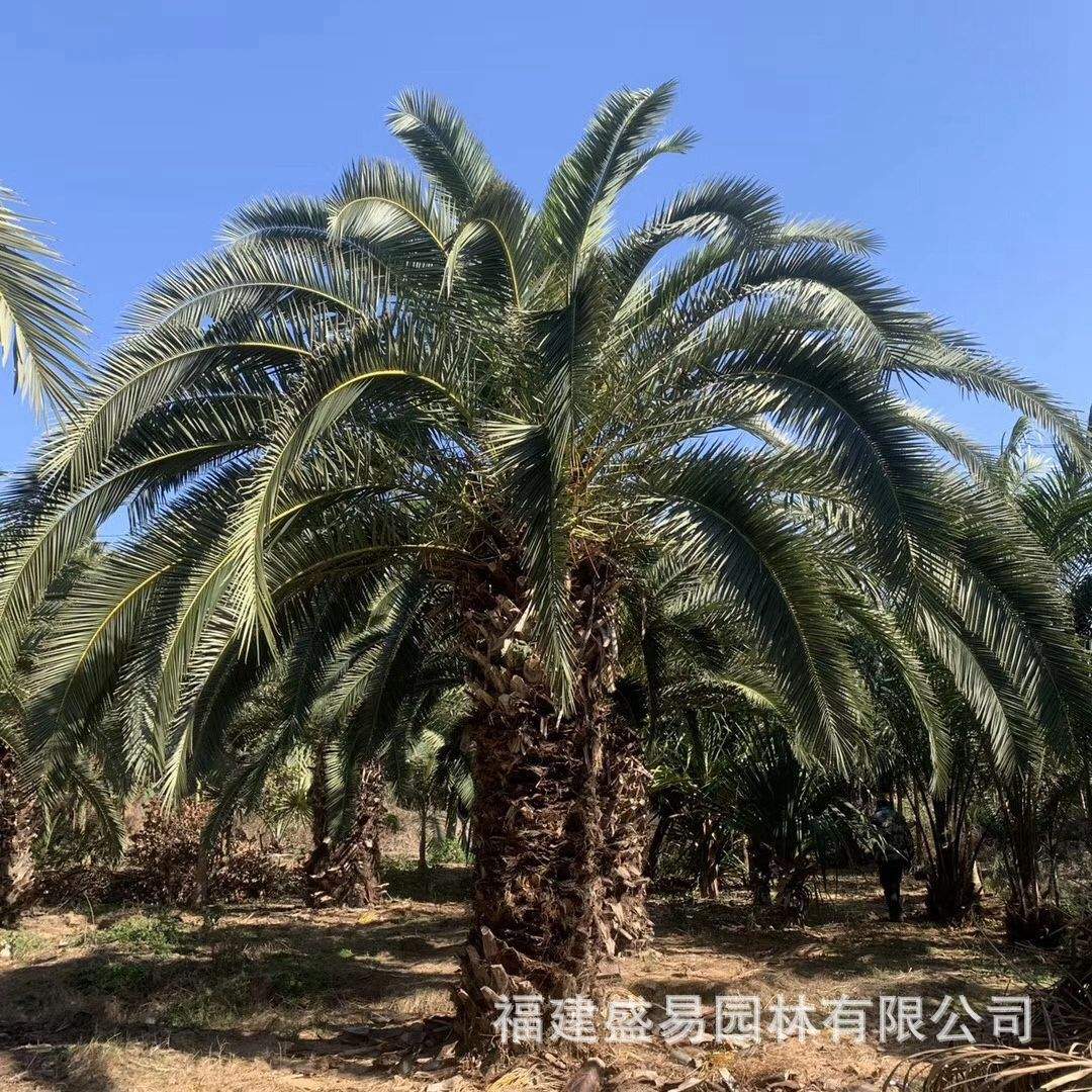 江西加拿利海枣 湖北加拿利海枣树供应 福建加拿利海枣头基地