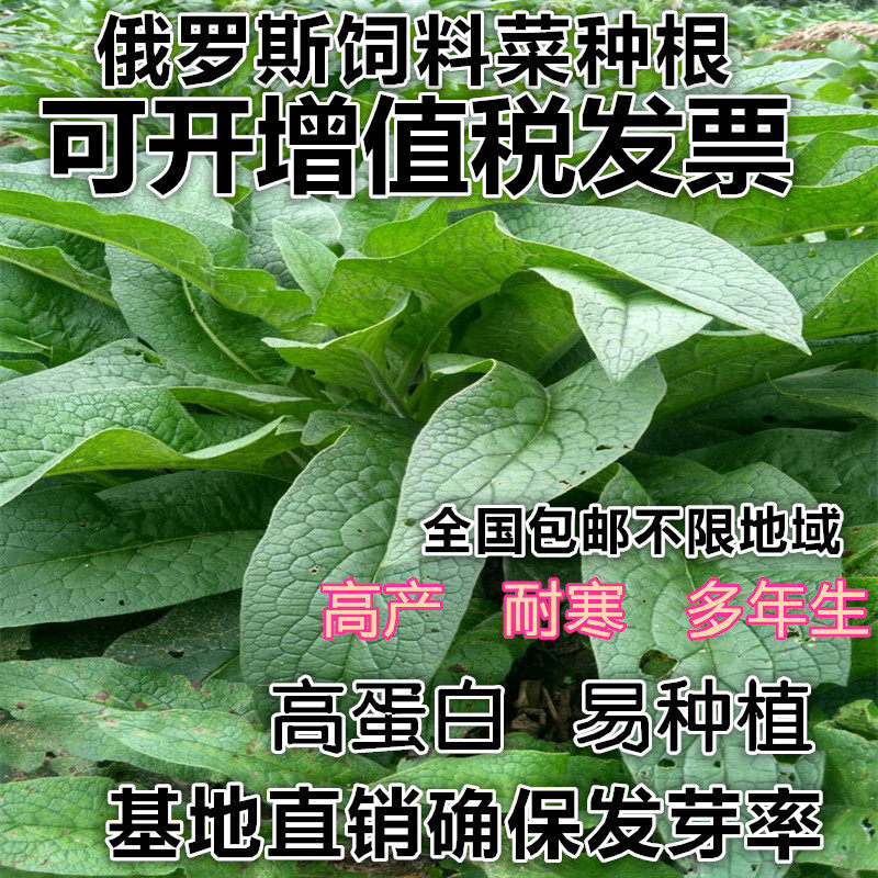 俄罗斯饲料菜种子根聚合