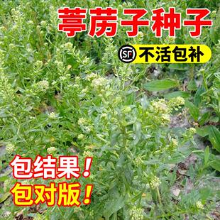 葶力种子 云南野生中药材葶苈子 停力子 独行菜种子 播娘蒿种子