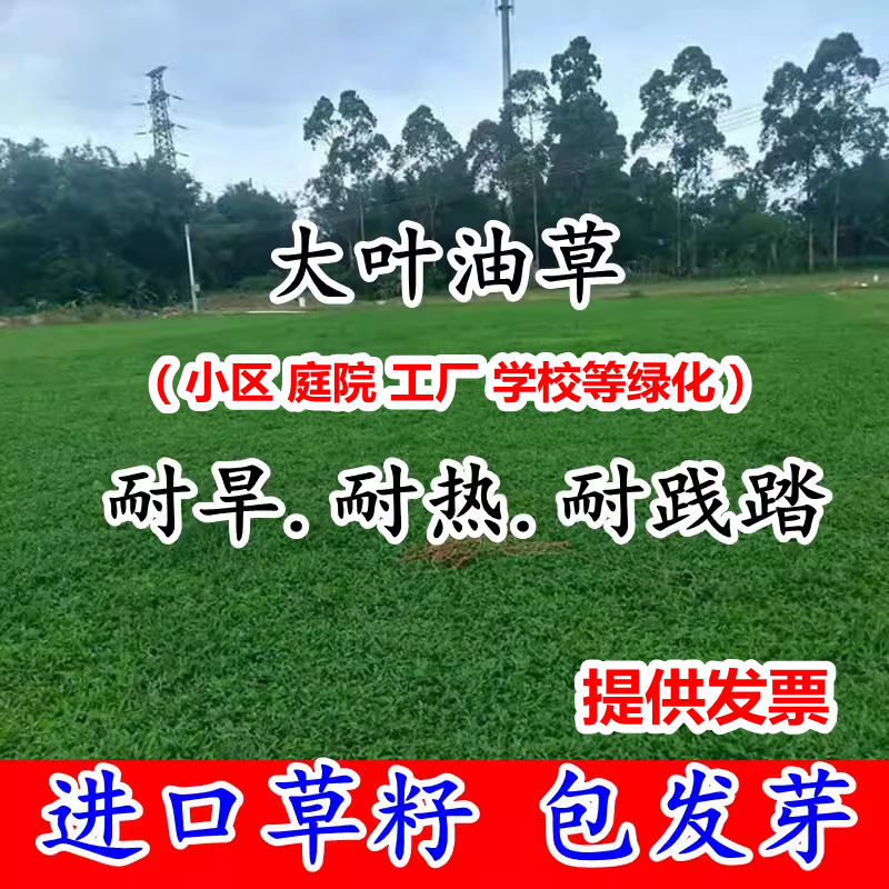 大叶油草坪籽庭院别墅美国