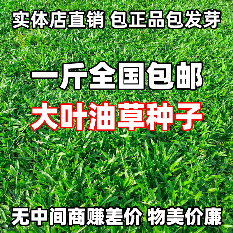 大叶油草种籽耐热抗旱护坡