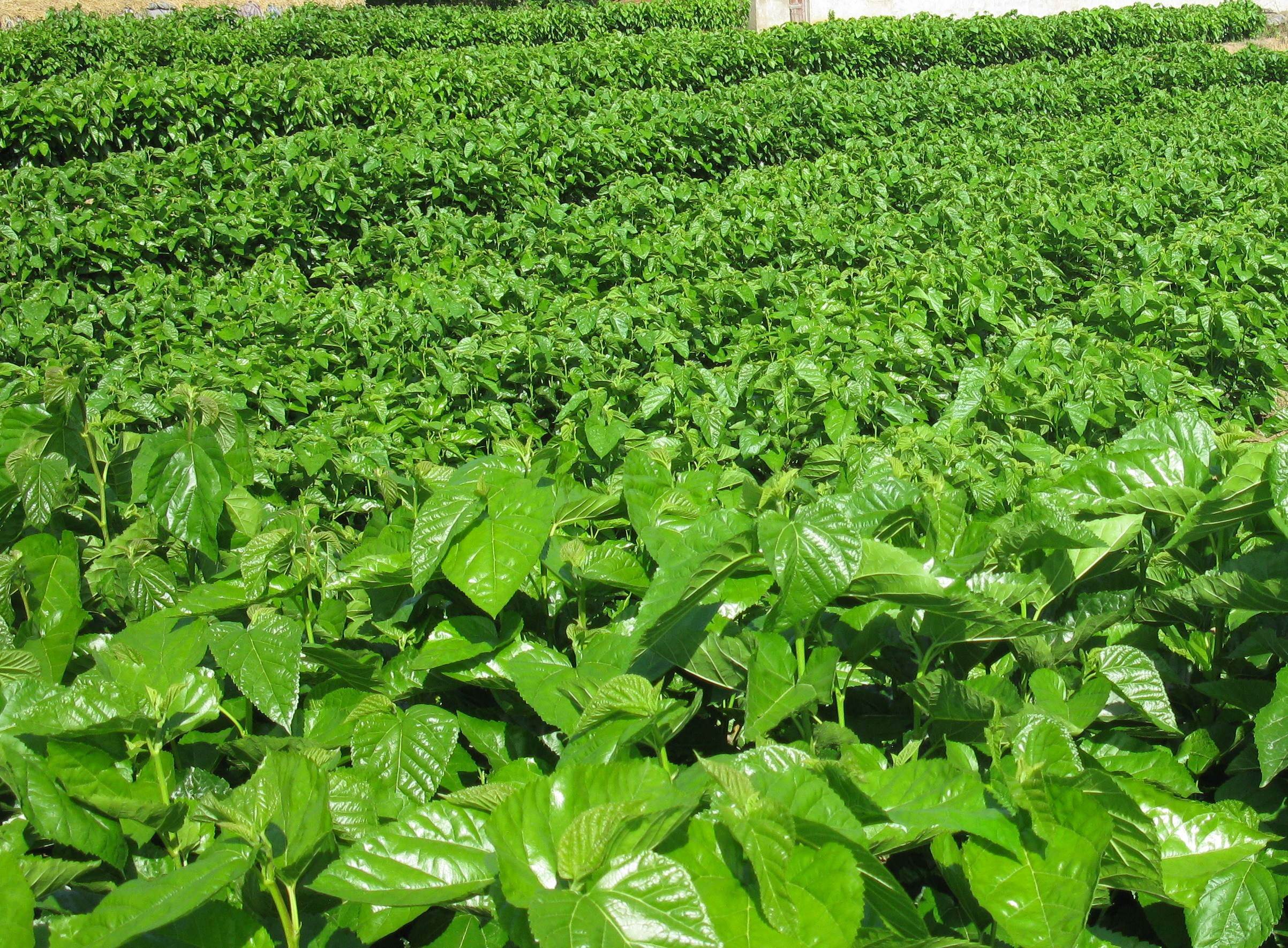 大叶蚕桑种子强一号养喂树农