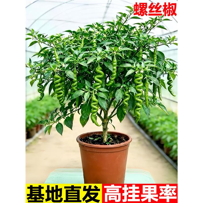 螺丝椒辣苗七彩种带土四季图片