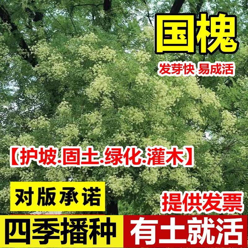 国槐种子新采速生国槐树籽笨槐家黄花槐树红花槐刺槐豆净种籽包邮
