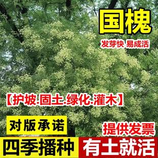 国槐种子新采速生国槐树籽笨槐家黄花槐树红花槐刺槐豆净种籽包邮