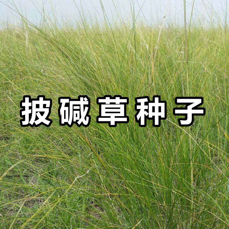 披碱草种子耐盐碱耐旱风沙护坡固土草坪草籽碱茅草种子四季老芒麦