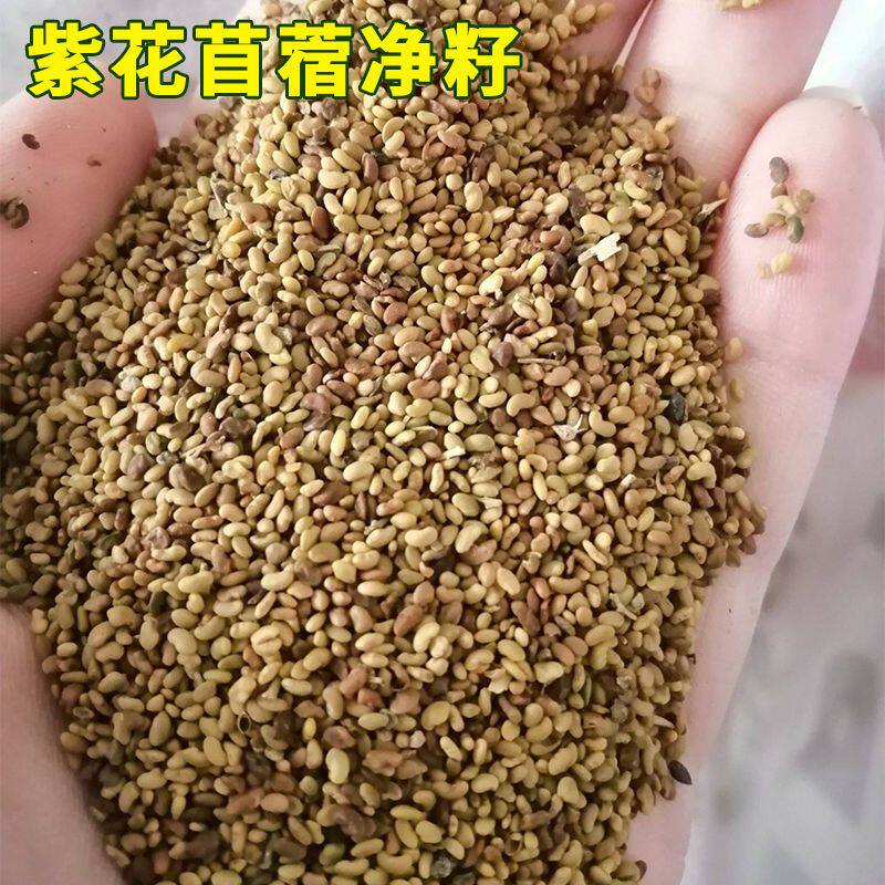 紫花苜蓿种子牧草苜蓿草耐寒春季夏季田园野生阳台四季畜牧可食用