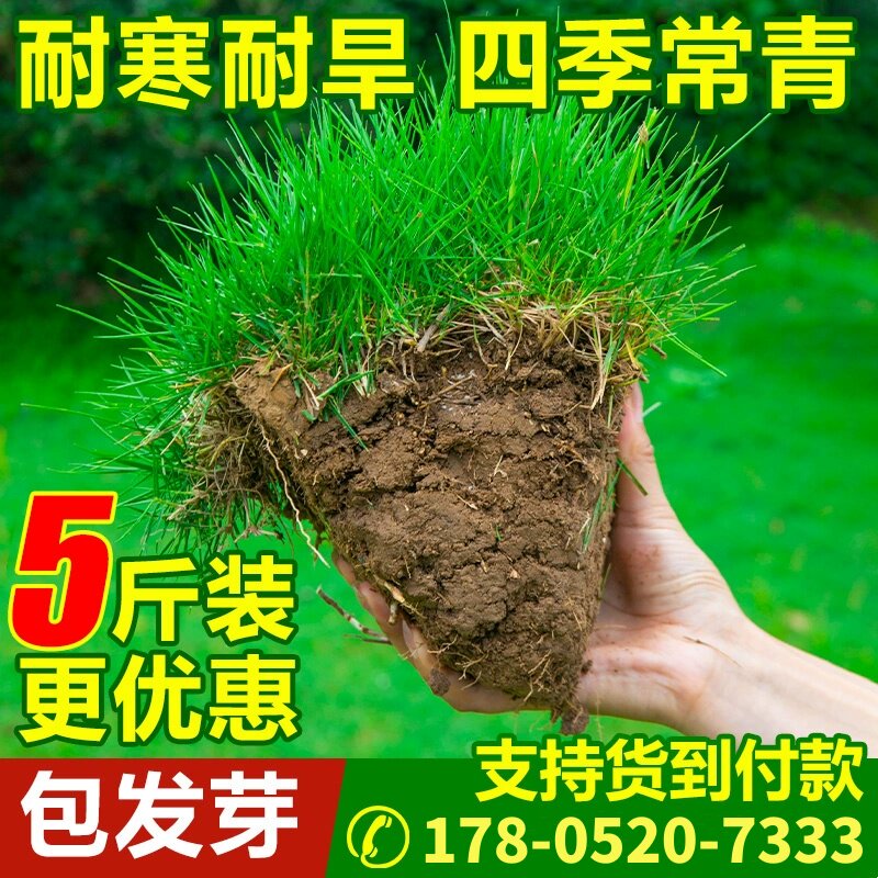 草坪籽四季常青护坡绿化种