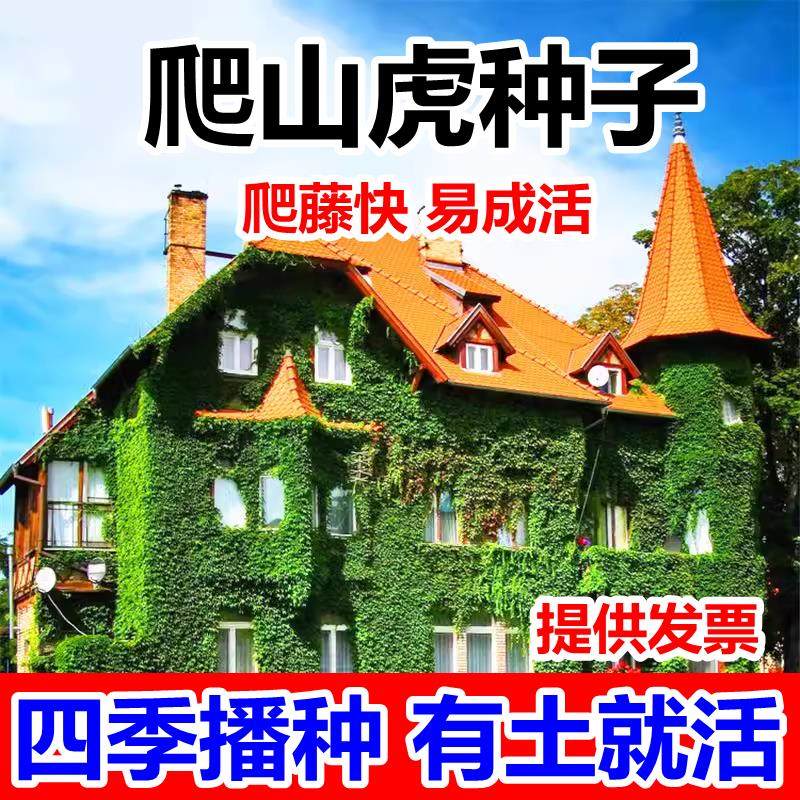 爬山虎种子树苗不落叶庭院藤条爬藤爬墙虎三五叶四季耐寒花种籽孑
