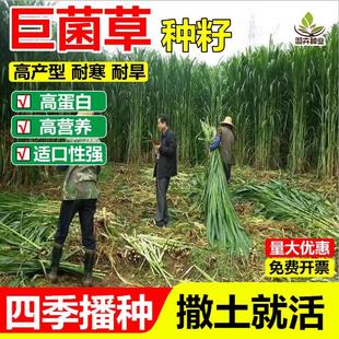 新型高产巨菌草草籽多年生四季耐寒耐旱牧草种子养殖猪牛羊鸡鸭鹅