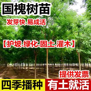新采国槐种子速生国槐树种子红花槐刺槐种子紫穗槐刺槐树籽黄花槐