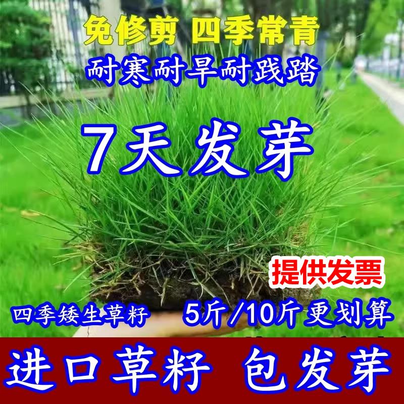 草坪籽四季常青护坡狗牙根