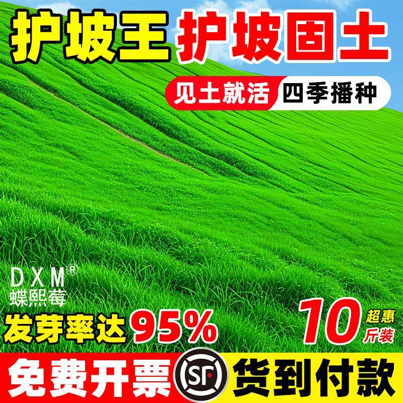 绿化护坡固土四季常青耐寒