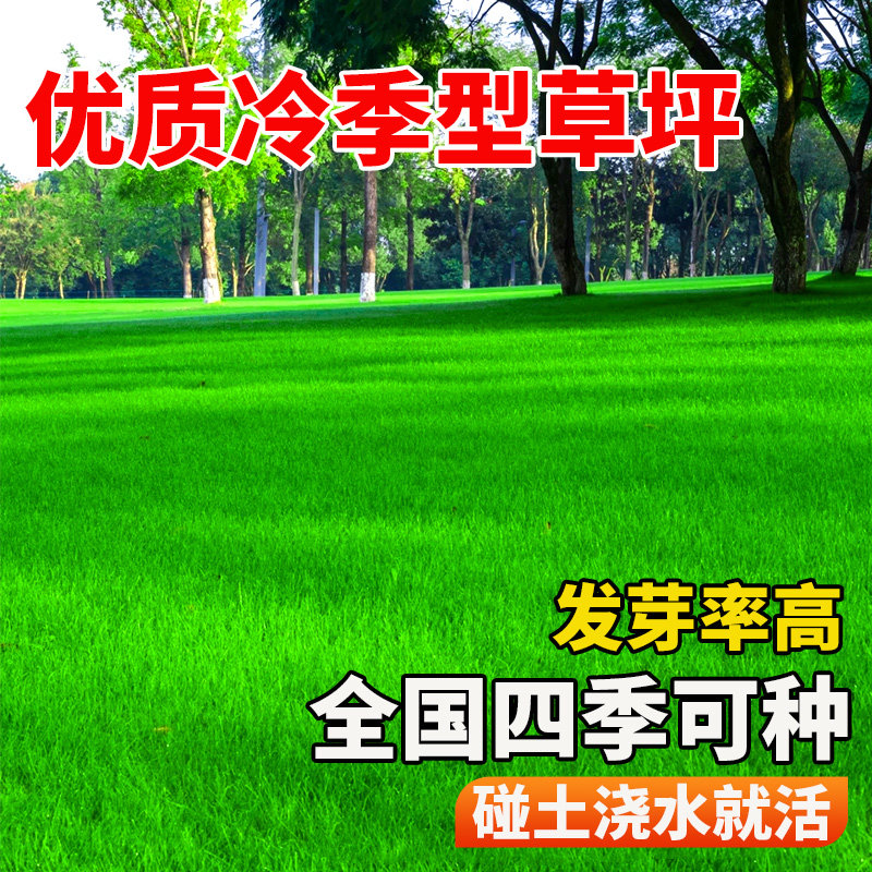 草坪籽四季常青护坡绿化狗