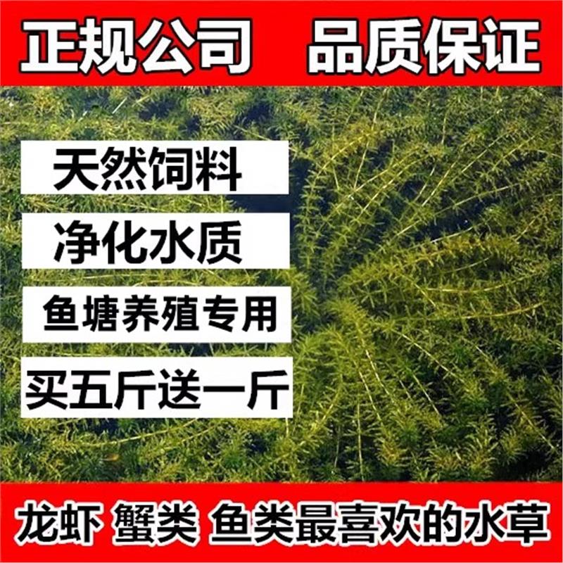 鱼塘水草种子孑籽苦伊乐藻