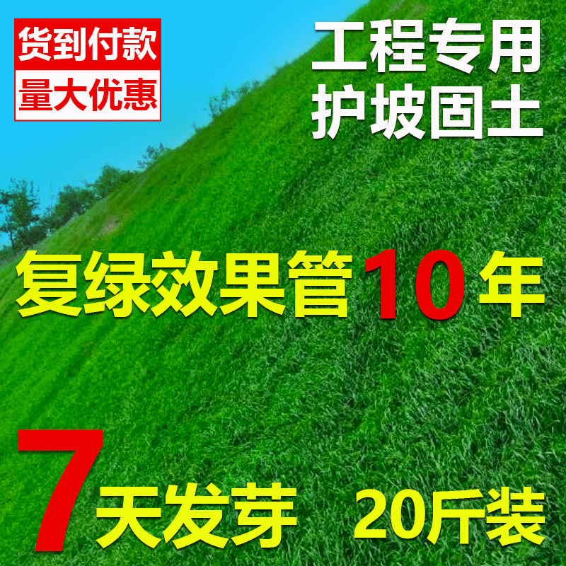 四季常青护坡固土耐寒旱边