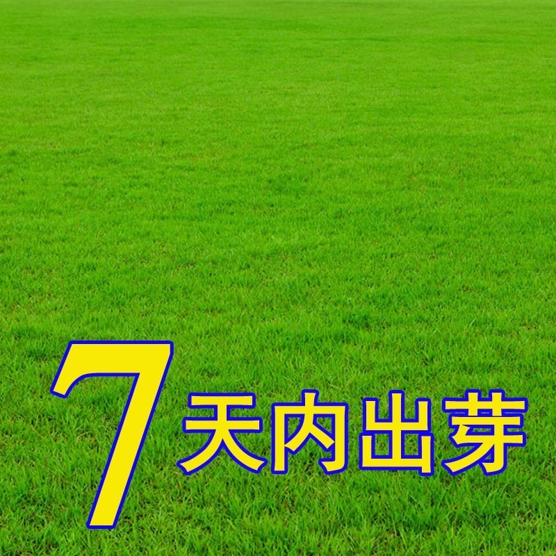 高尔夫地毯草种籽四季常青