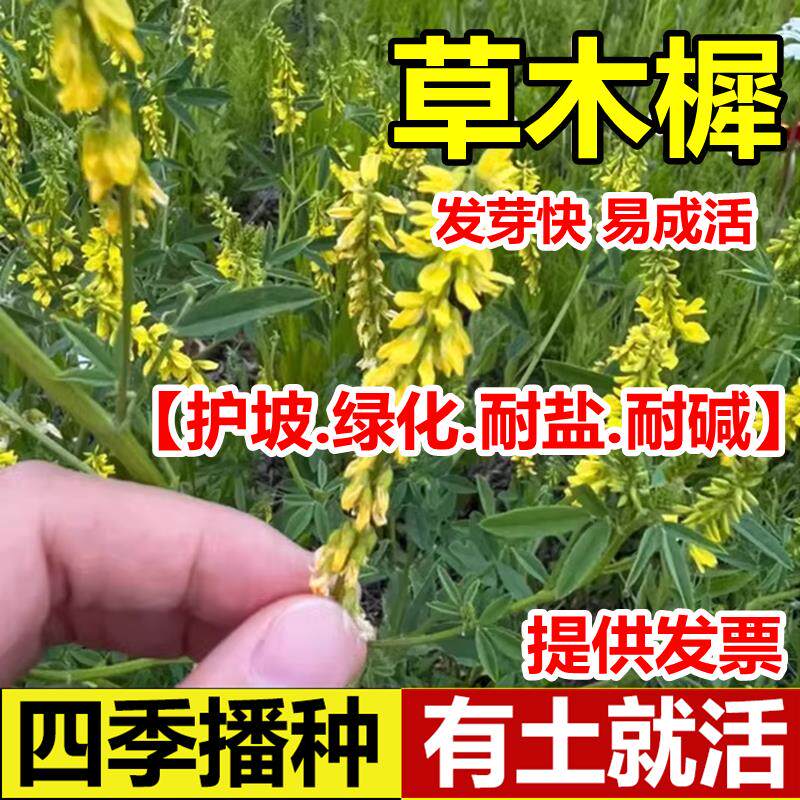 草木樨种子牧籽犀蜜源植物