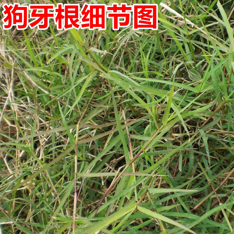 狗牙根草籽耐热踏庭院绿化