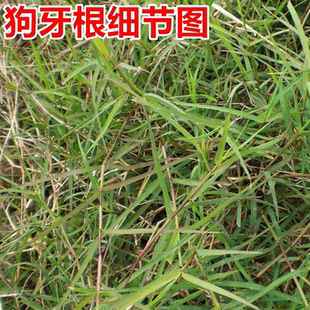 狗牙根草籽耐热耐踏庭院绿化地毯草种子护坡狗牙根百慕大草皮孑