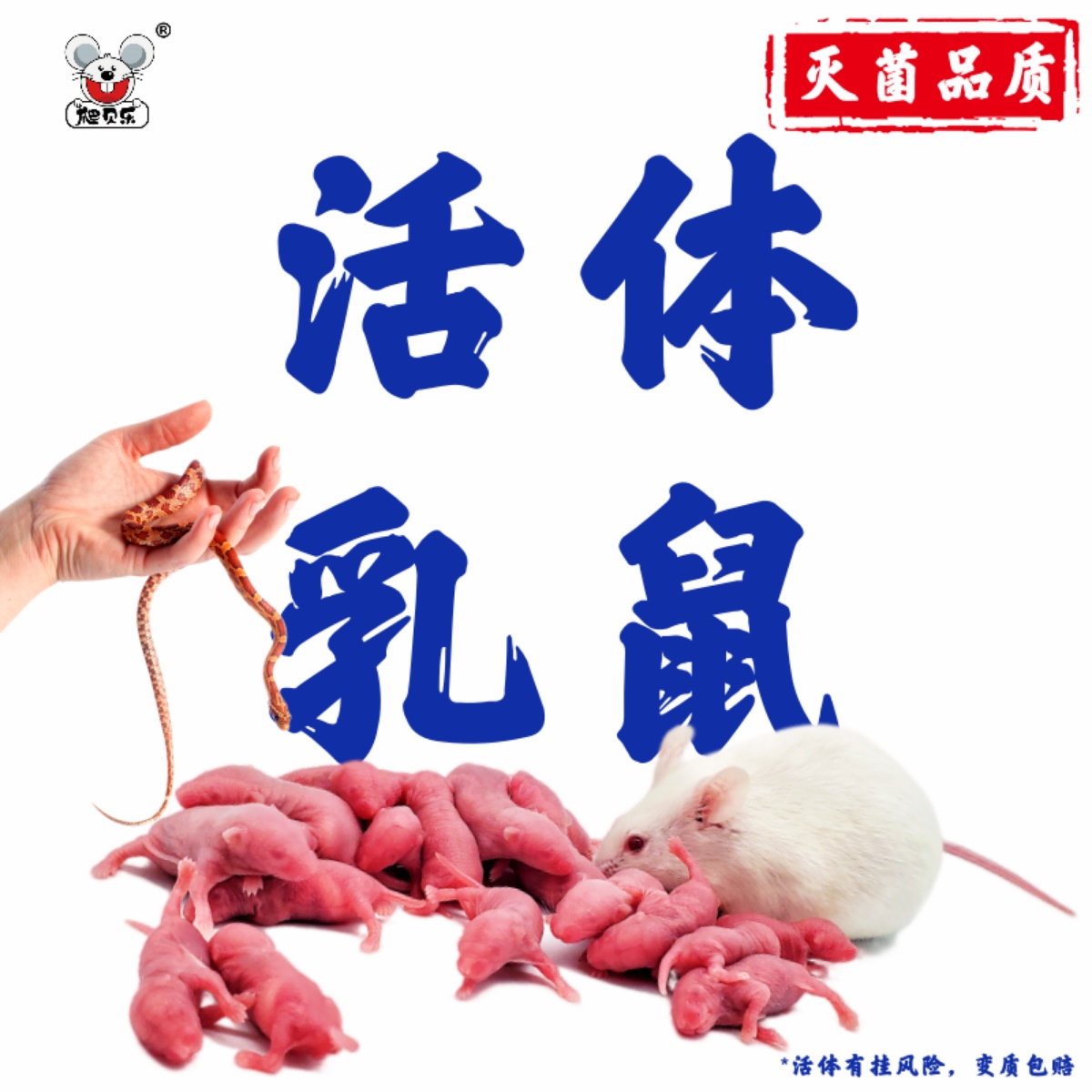 活体乳鼠红粉皮白霜无菌喂角蛙饲料爬虫猫粮小白鼠爬宠包邮蜥蜴龟