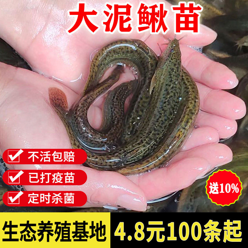 台湾泥鳅苗鲜活乌龟龙鱼饲料养殖活体筏钓诱饵本地淡水鱼苗小泥鳅