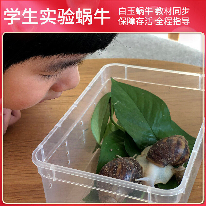宠物白玉蜗牛大小活体学生科普科螺