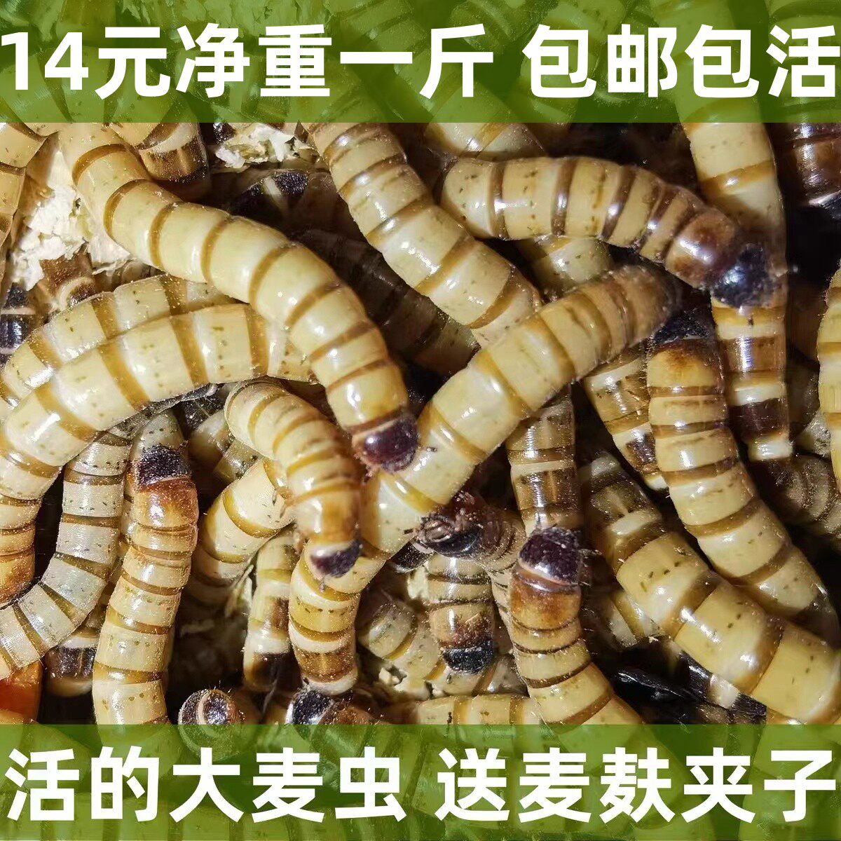 活虫大麦虫活体面包虫金龙鱼八哥爬虫/鸣虫食物
