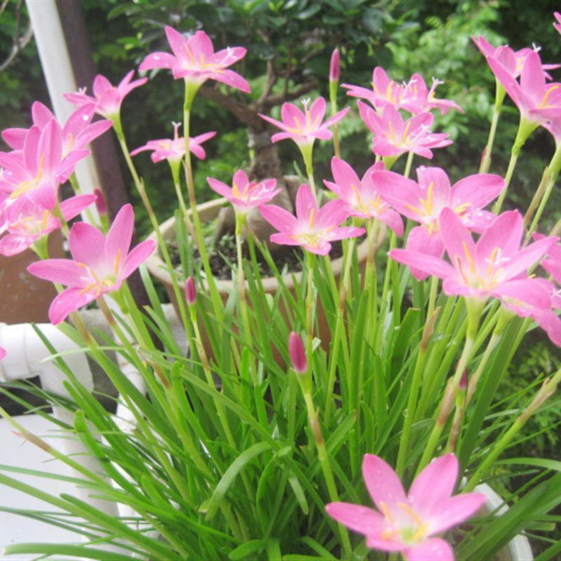 风雨兰韭兰石蒜花 非葱兰彼岸花水仙花 种球花卉盆栽包邮