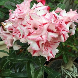 极速代表a爱情的花盆栽植物喜阳耐旱花卉多肉桌面绿植盆栽重瓣沙