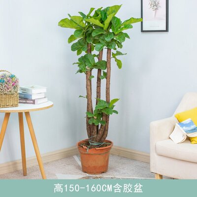 极速琴叶R榕盆栽老桩多杆大v叶榕树四季常青室内吸甲醛客厅大型植