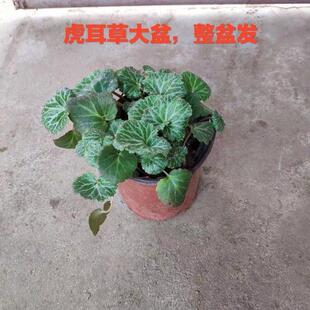 极速虎耳草盆栽金线m吊芙蓉石金丝荷叶苗假山附石盆景吊金钱姬虎