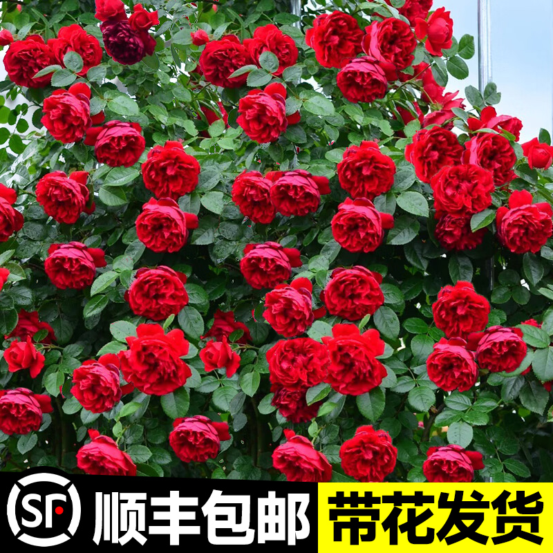 极速佛罗伦蒂娜月季大花苗藤本爬藤月季盆栽庭院植U物蓝色阴雨玫