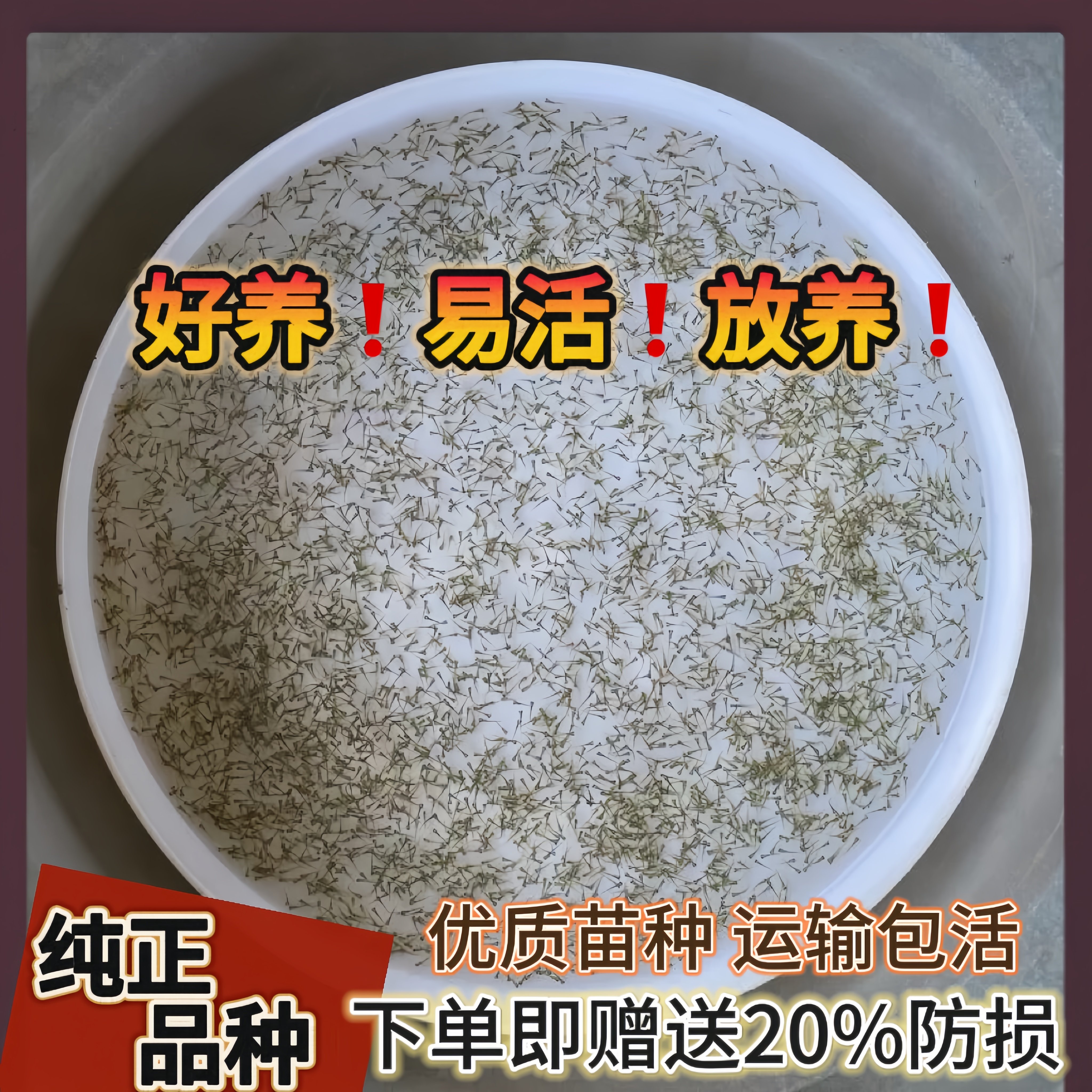 鲈鱼水花苗加州淡水养殖攀鲈鱼活鱼大口黑鲈凶猛路亚花海鲈七星鲈